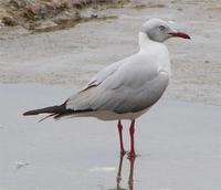 Gray-headed Gull