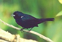 Blue-black Grassquit, Volatinia jacarina