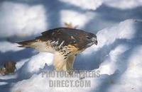 Red tailed Hawk with prey in snow stock photo