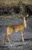 female Bohor Reedbuck , Redunca redunca , Katavi National Park , Tanzania stock photo