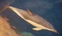 Common Dolphin - Emmalee Tarry