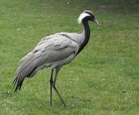 Demoiselle Crane Grus virgo © Alain Fosse