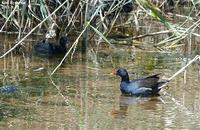 Gallinula chloropus , 쇠물닭 - Common Moorhen