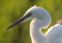 Intermediate Egrette Egretta intermedia 중백로