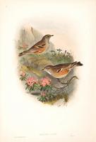 Richter after Gould Alpine Accentor (Accentor alpinus)