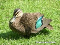 Pacific Black Duck, Anas superciliosa, University of Queensland, February 2005.