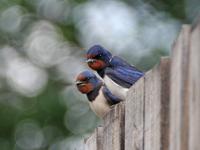 Hirundo rustica