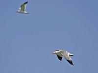 Armenian Gull, Larus armenicus