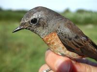 Common Redstart (Phoenicurus phoenicurus)