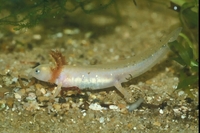 : Ambystoma opacum; Marbled Salamander