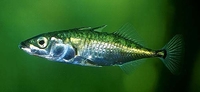 Threespine Stickleback Gasterosteus aculeatus