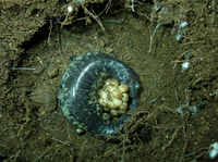 : Bolitoglossa morio