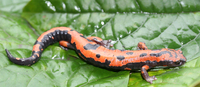 : Bolitoglossa lincolni