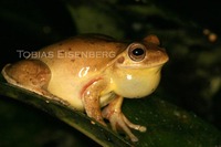 : Hyla sp. (h. loquax)