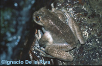 : Hyloscirtus armatus