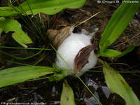 : Physalaemus spiniger; Iguape Dwarf Frog