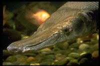 : Atractosteus spatula; Alligator Gars