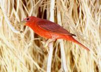 : Piranga rubra; Summer Tanager