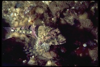 : Scorpaenopsis cirrhosa; Weedy Stingfish