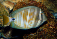 : Zebrasoma veliferum; Sailfin Tang