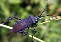 : Acanthocephala terminalis; Leaf-footed Bug