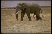 : Loxodonta africana; African Elephant