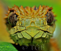 : Atheris hispida; Bristly Bush Viper