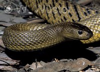 : Oxyuranus microlepidotus; Inland Taipan