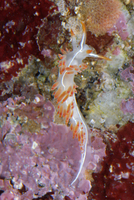 : Flabellina trilineata; Three-lined Aeolid