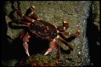 : Hemigrapsus nudus; Purple Shore Crab