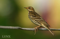 Red-throated Pipit 紅喉鷚