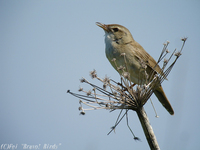 シマセンニュウ　　Middendorff's Grasshopper Warbler/ Locustella ochotensis