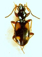 Ocydromus tetragrammus illigeri