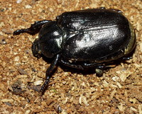 Osmoderma eremita - Hermit Beetle