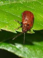 Lochmaea crataegi