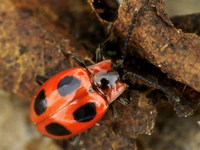 Endomychus coccineus