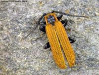 Platycis cosnardi