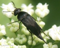 Mordella aculeata