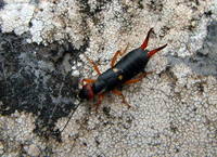 Anechura bipunctata