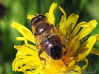Eristalis tenax - Drone Fly