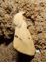 Spilosoma lutea - Buff Ermine