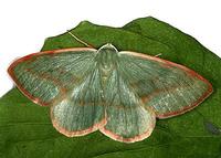 Hylaea fasciaria - Barred Red