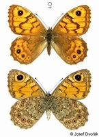 Lasiommata megera - Wall Brown