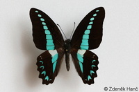 Graphium milon