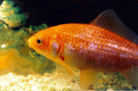 Carassius auratus auratus, Goldfish: fisheries, aquaculture, gamefish, aquarium, bait