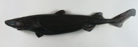 Etmopterus princeps, Great lanternshark: