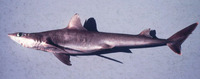 Squalus megalops, Shortnose spurdog: fisheries, gamefish