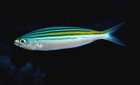 Caesio striata, Striated fusilier: fisheries