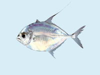 Ulua aurochs, Silvermouth trevally: fisheries