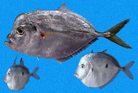 Selene peruviana, Pacific moonfish: fisheries